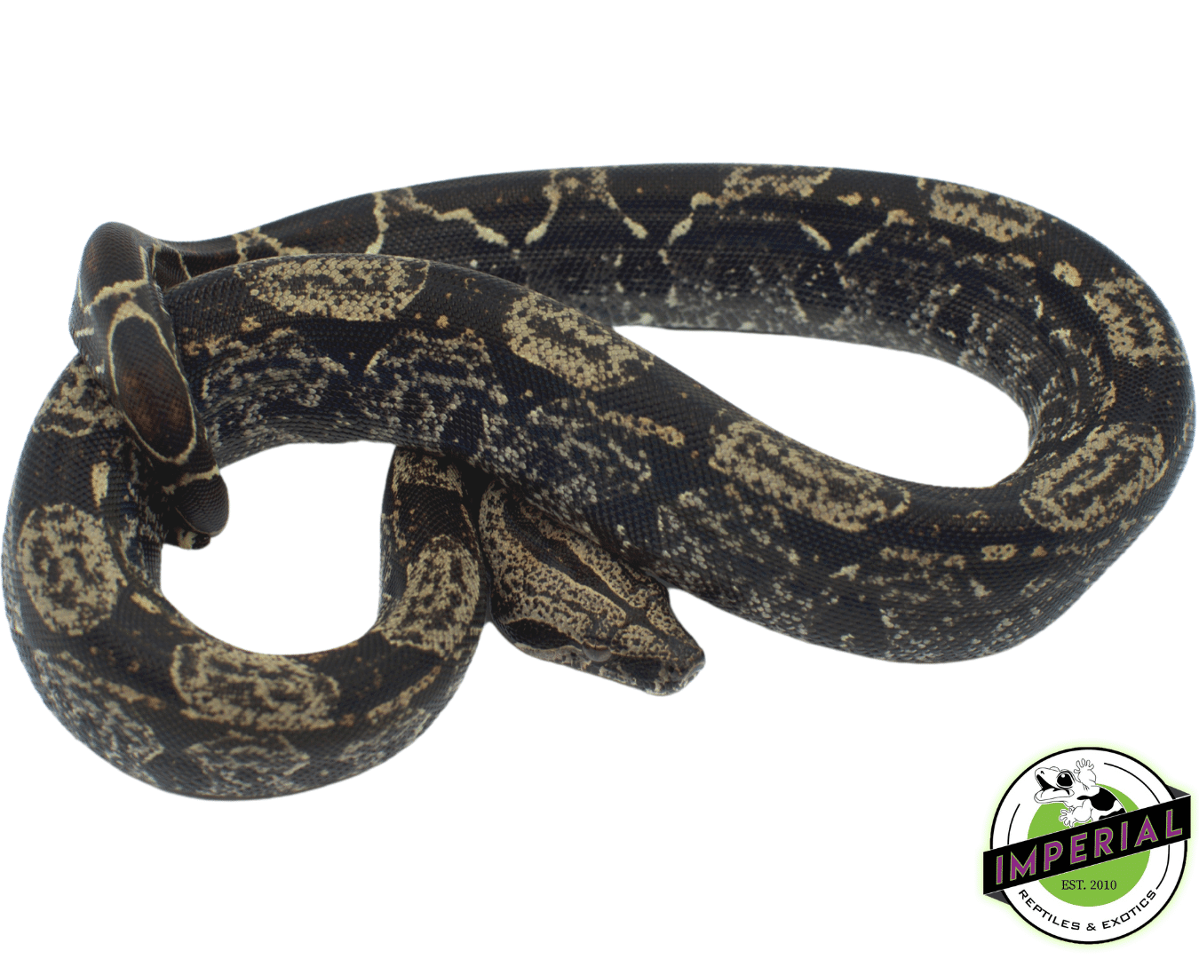 Boa c. imperator 'Nicaraguan' CB 2021 Female -nicaraguan bci