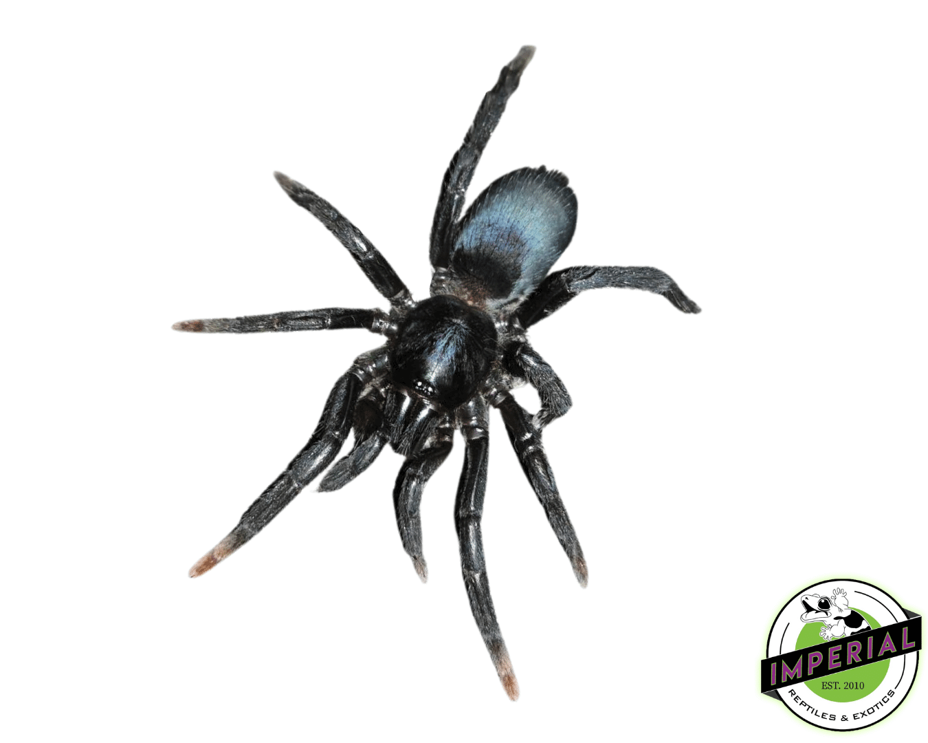 Indian Blue Dwarf Tarantula For Sale Imperial Reptiles IMPERIAL