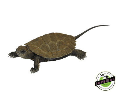japanese pond turtle for sale, buy reptiles online