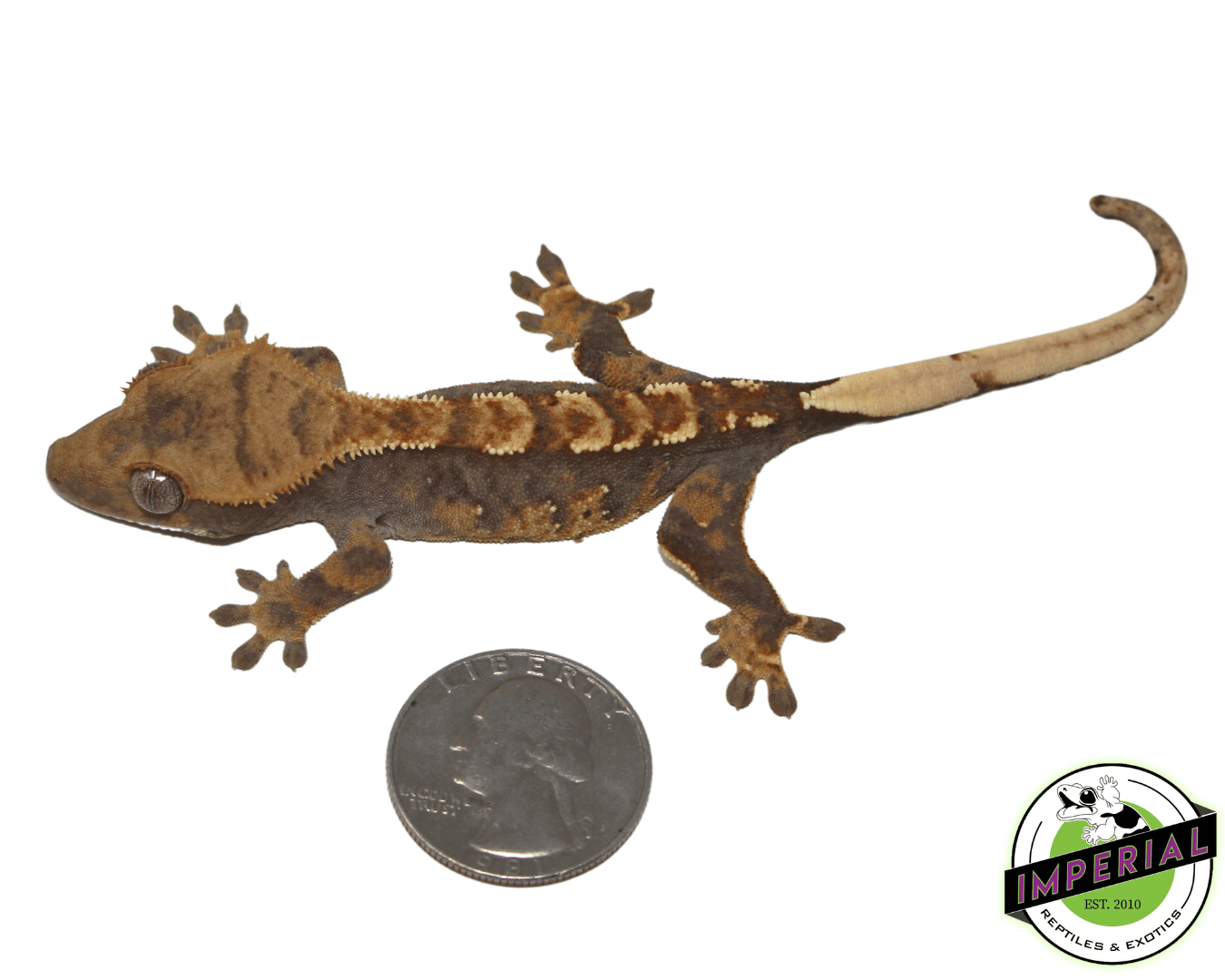 crested gecko for sale, buy reptiles online