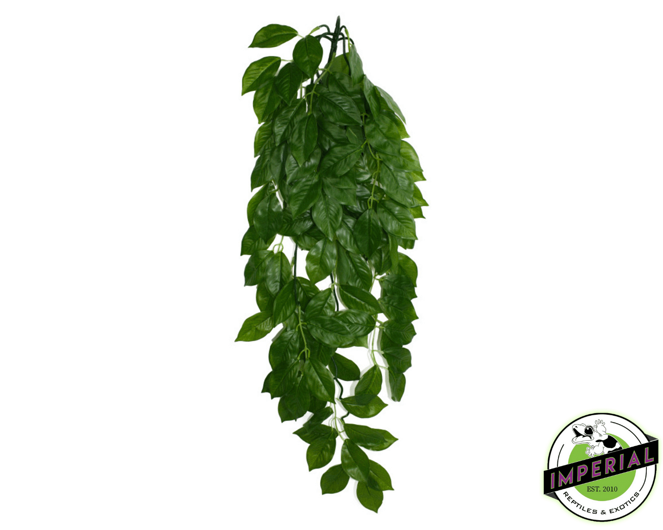 Green Leaf Hanging Plant For Sale Imperial Reptiles IMPERIAL REPTILES & EXOTICS