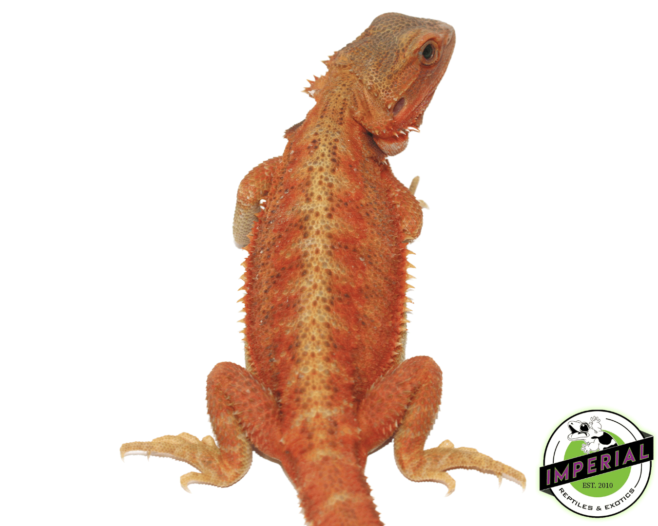 Lava bearded dragon for sale, buy reptiles online