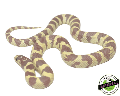 lavender ruby eye California kingsnake for sale, buy reptiles online at cheap prices