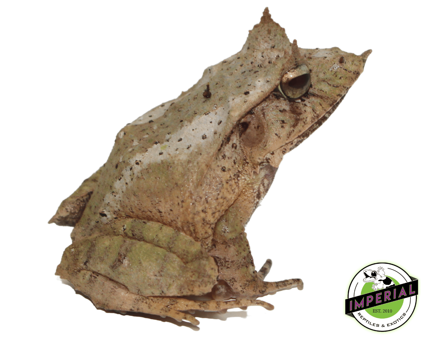 leaf frog for sale online at cheap prices