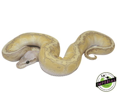 lemonblast butter ghost ball python for sale, buy reptiles online