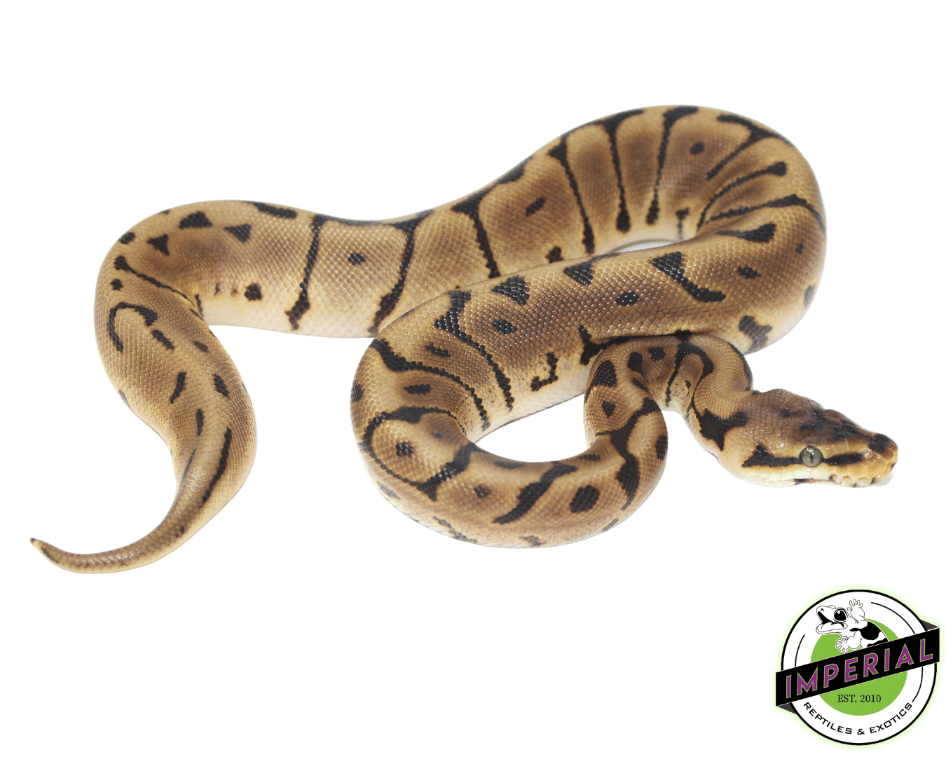 Leopard Spider Ball Python For Sale - Imperial Reptiles – IMPERIAL