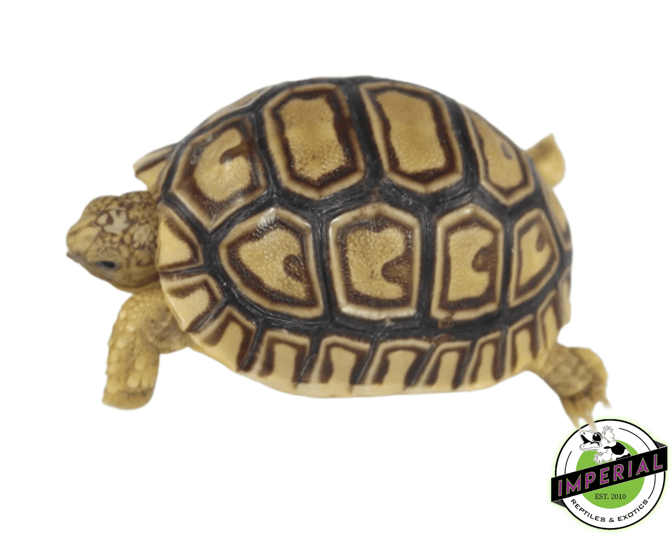 leopard tortoise for sale, buy reptiles online
