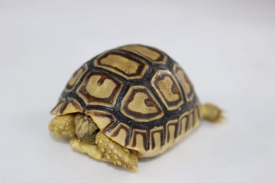 leopard tortoise for sale, buy reptiles online