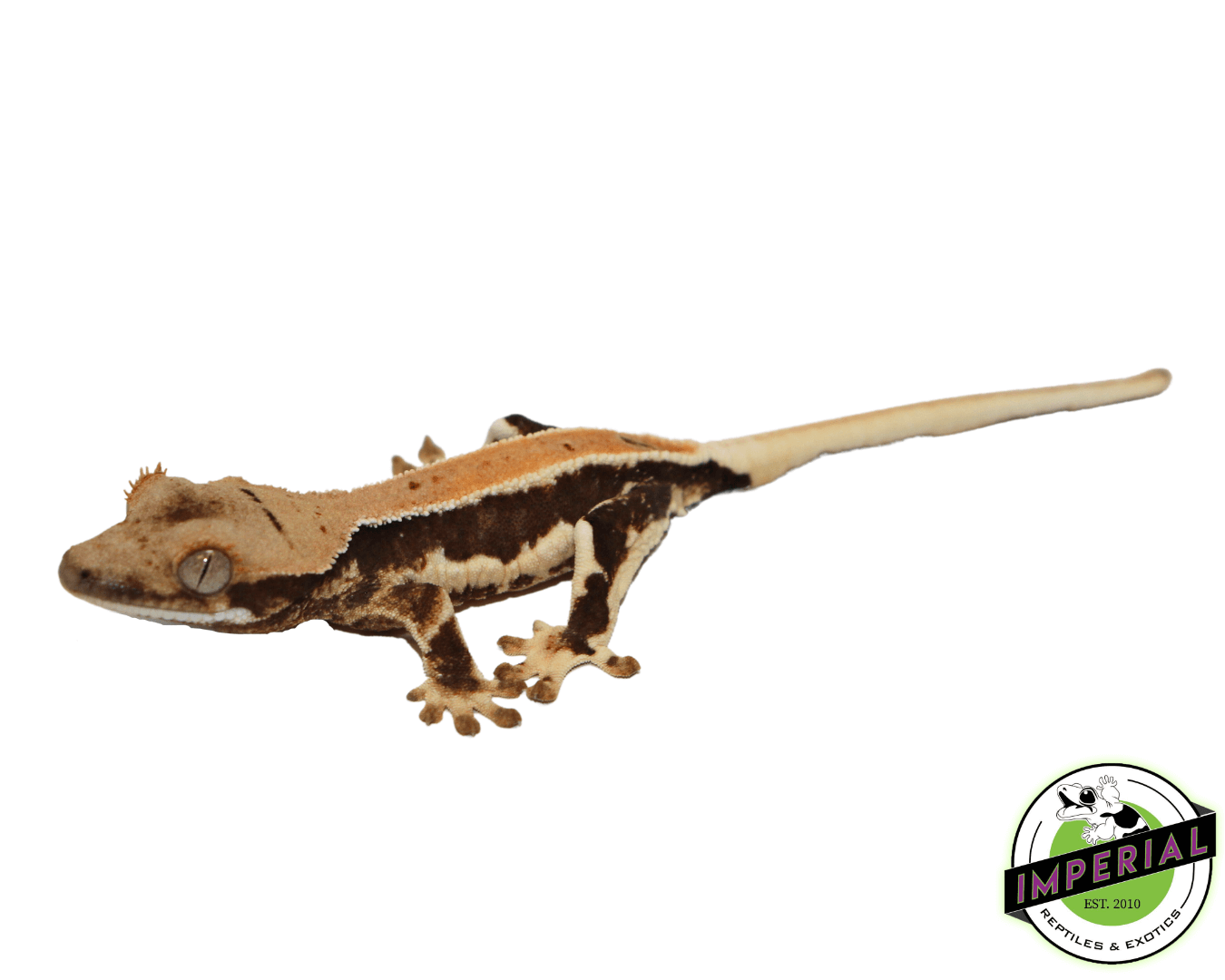 lily white gecko Lilly White Crested Gecko For Sale