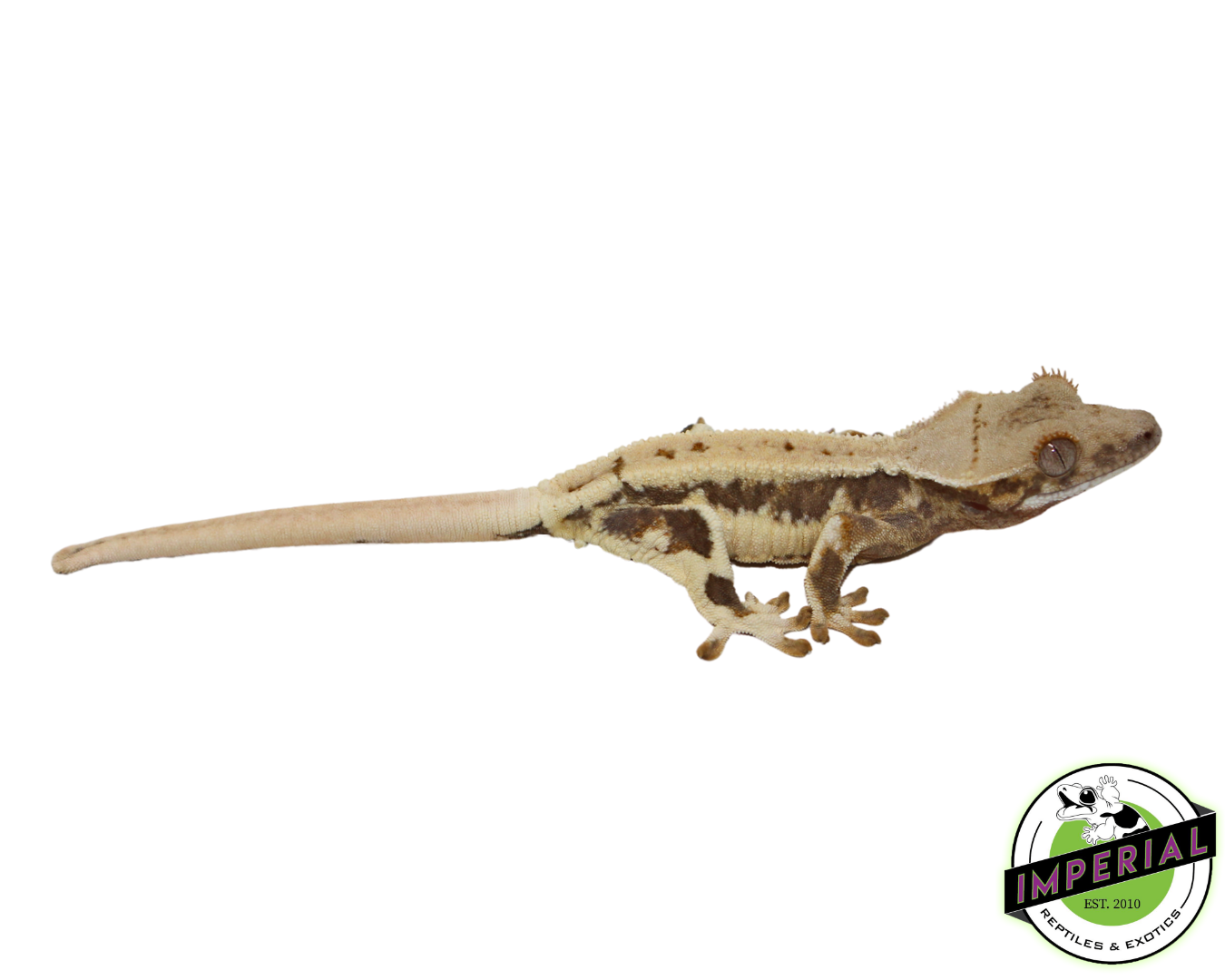 lilly white crested geckos for sale online at cheap prices