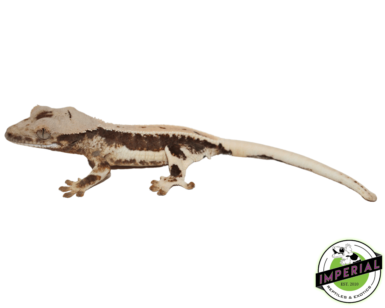 crested gecko white lily Lilly White Crested Gecko For Sale