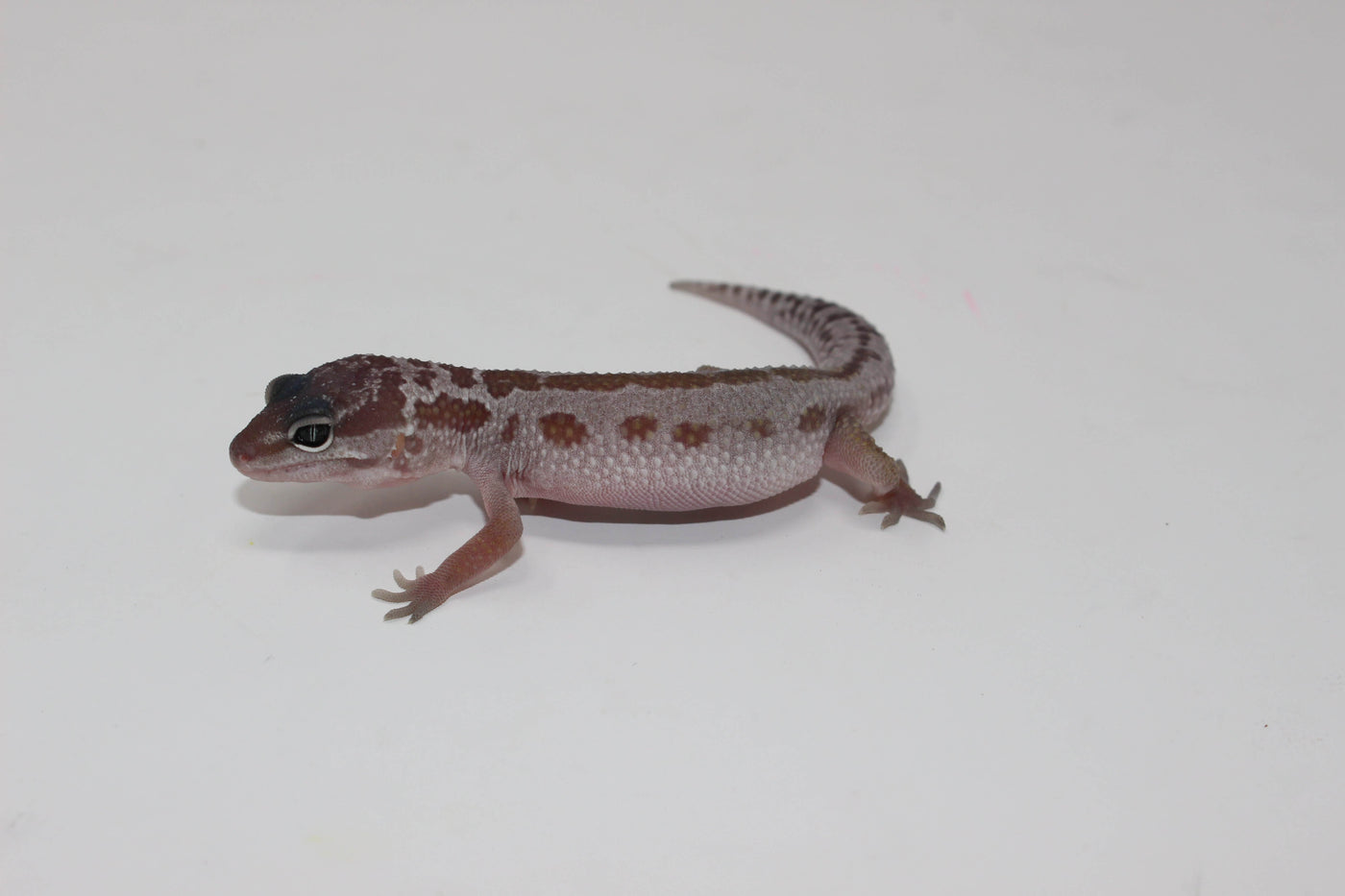 mack snow patternless leopard gecko for sale, buy reptiles online