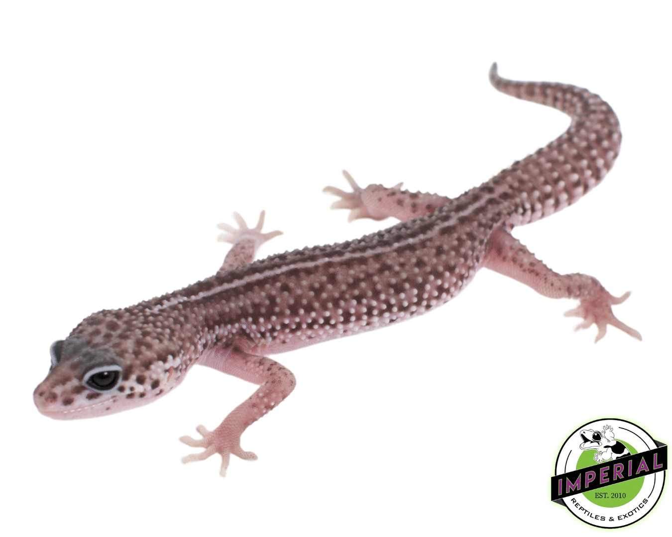 mack super snow for sale, buy reptiles online at cheap prices
