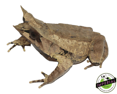 leaf frog for sale online at cheap prices