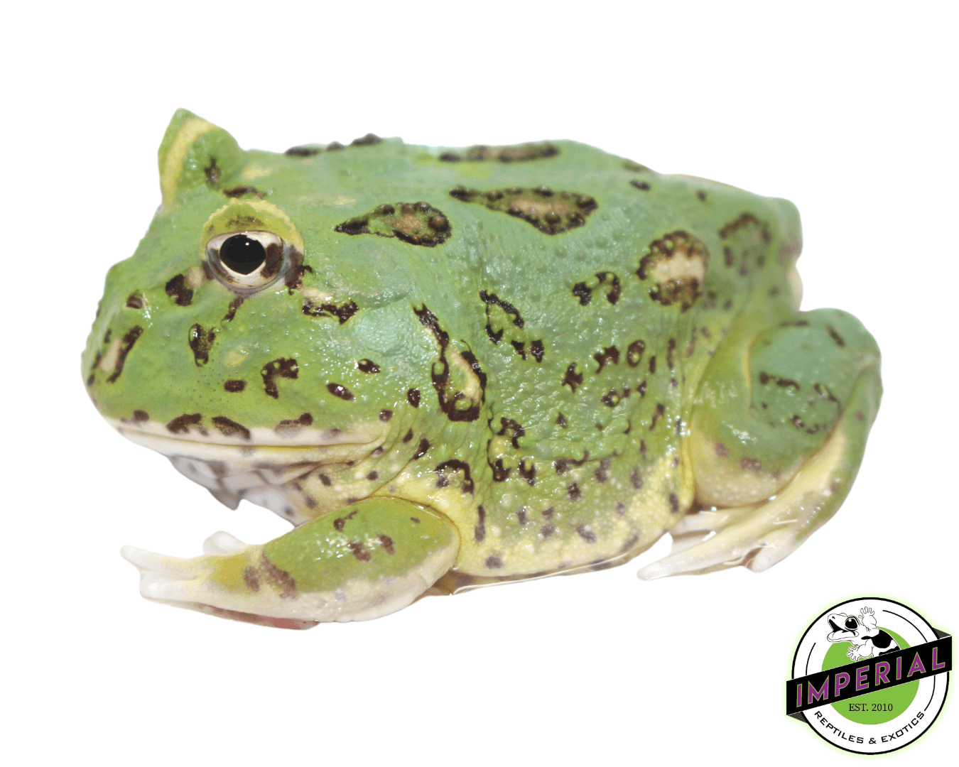 matcha pacman frog for sale, buy amphibians online