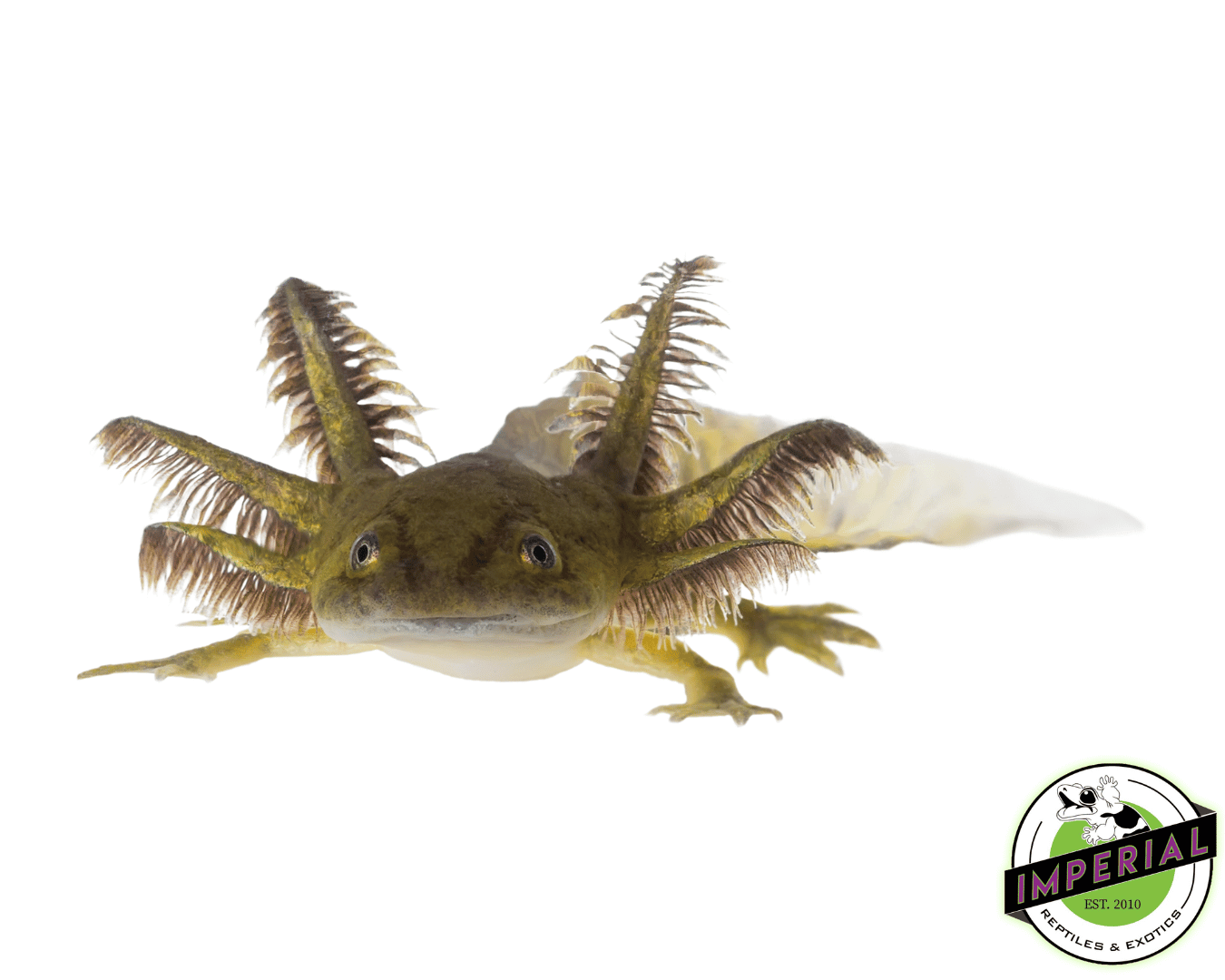pet axolotl axolotl lizard for sale