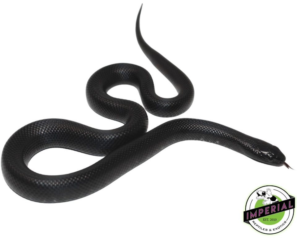 Mexican Black Kingsnake For Sale Imperial Reptiles IMPERIAL