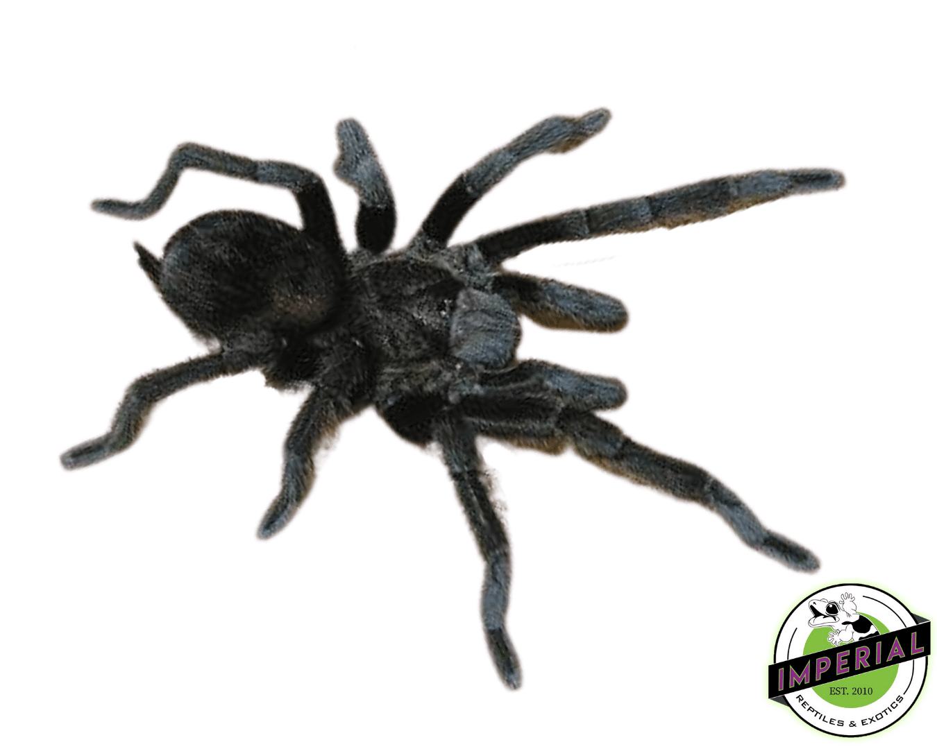 Mexican Black Velvet Tarantula For Sale - Imperial Reptiles – IMPERIAL