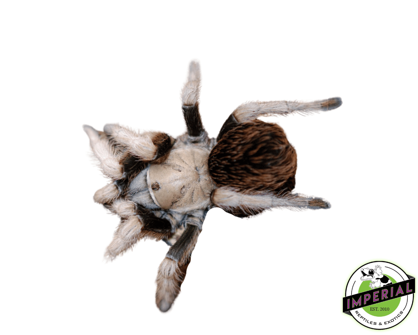 Michoacan Tarantula For Sale - Imperial Reptiles – IMPERIAL