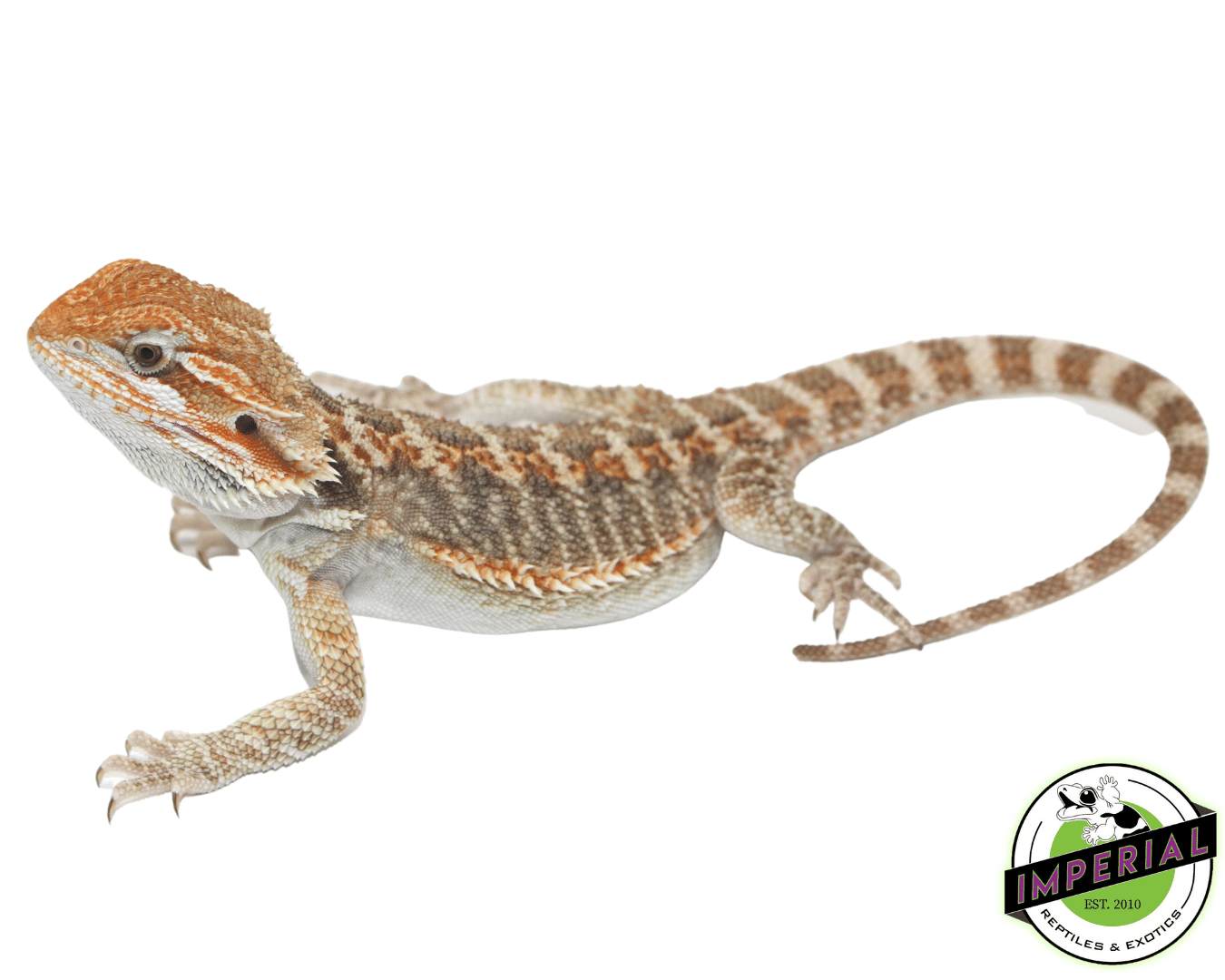 Bearded Dragon For Sale - Imperial Reptiles – IMPERIAL REPTILES & EXOTICS