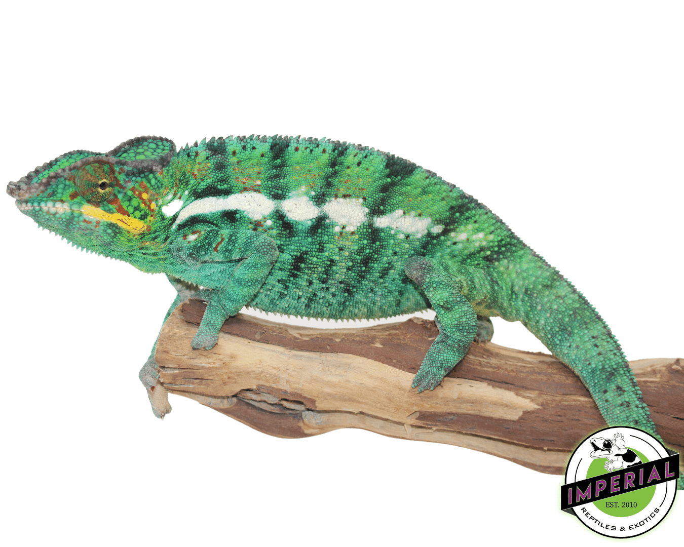 nosy be panther chameleon for sale, buy reptiles online