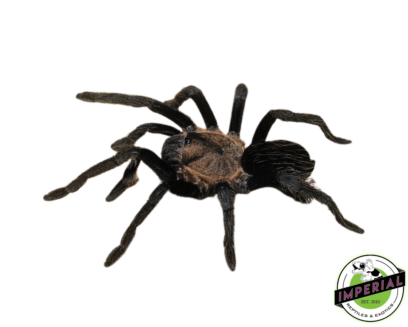 Oaxaca Tarantula For Sale - Imperial Reptiles – IMPERIAL REPTILES
