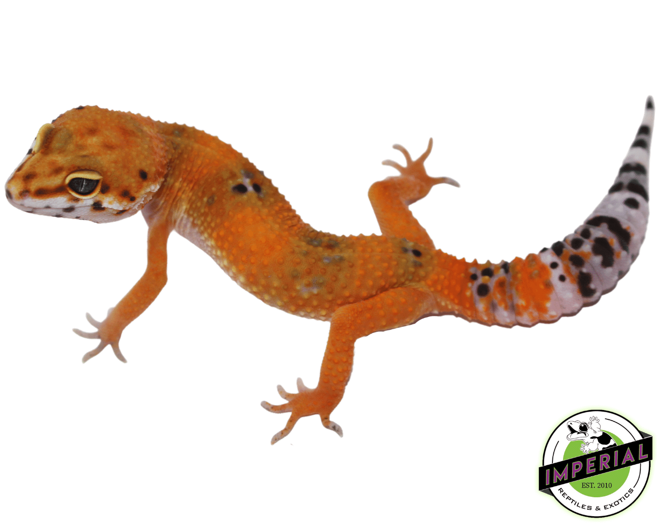 Sunglow (OG) Leopard Gecko For Sale Imperial Reptiles IMPERIAL