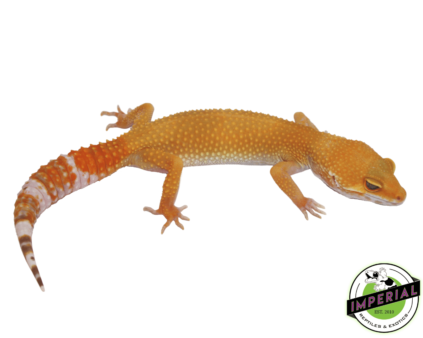 OG Sunglow Leopard Gecko For Sale - Imperial Reptiles – IMPERIAL ...