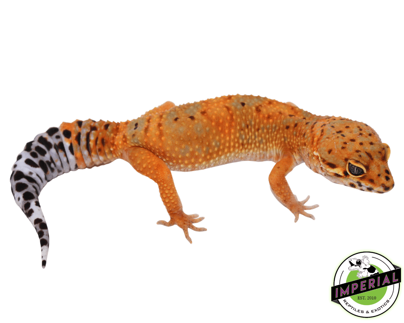 OG Tangerine Leopard Gecko Adult For Sale Imperial Reptiles
