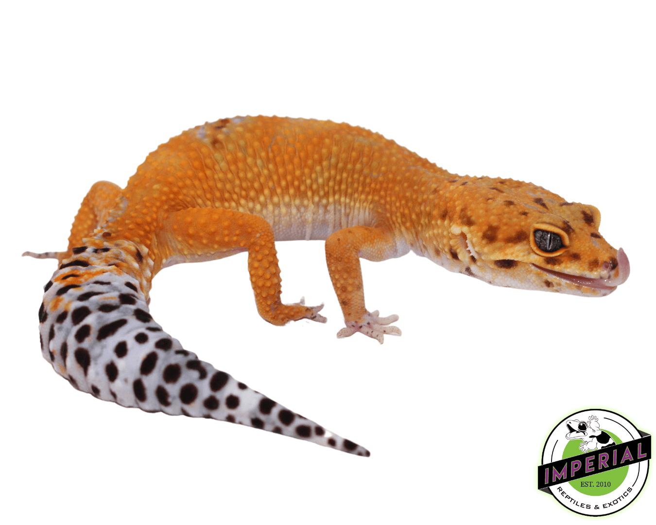 OG Tangerine Leopard Gecko Adult For Sale - Imperial Reptiles ...