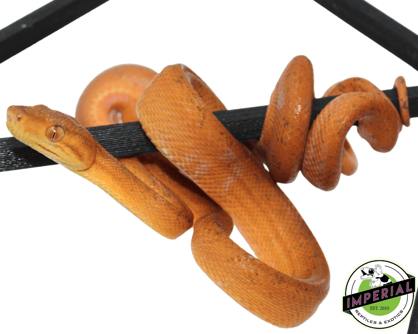 Patternless Orange Amazon Tree Boa For Sale Imperial Reptiles