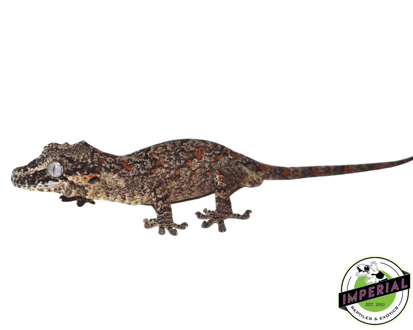 Orange Retic Gargoyle Gecko For Sale Imperial Reptiles IMPERIAL