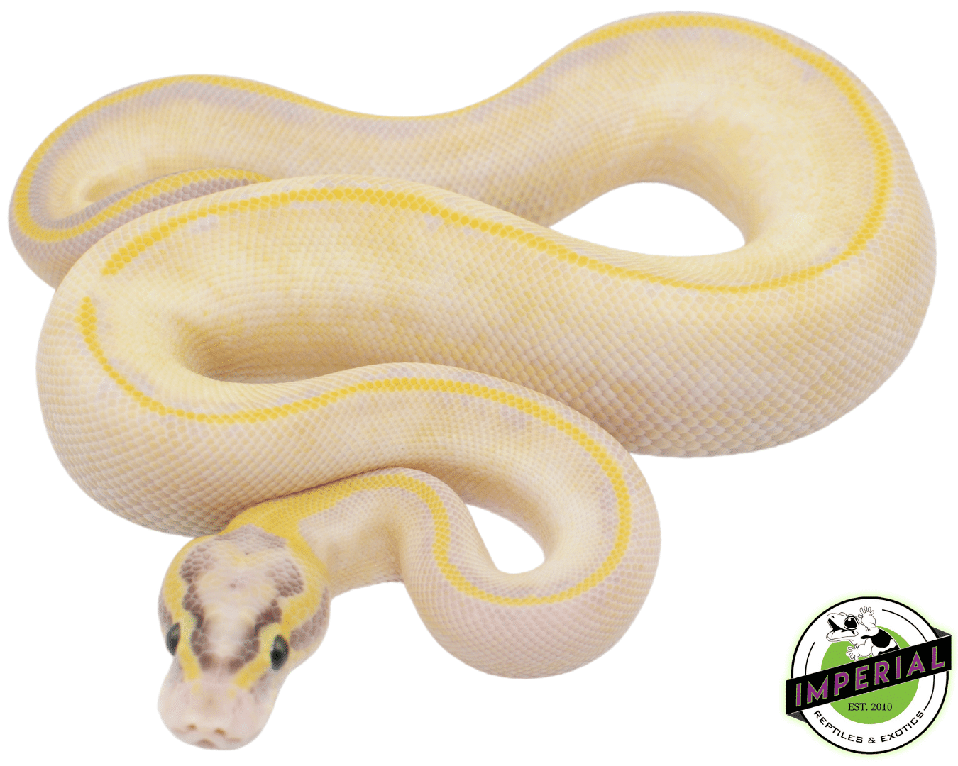 Pastel Enchi Ivory ball python for sale, buy ball pythons online at cheap prices