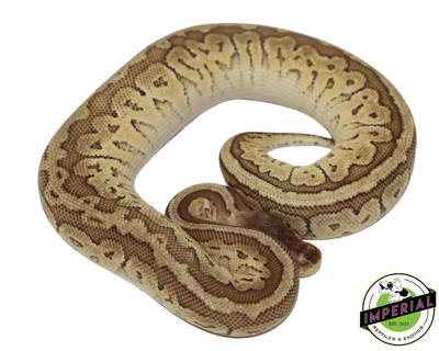 pastel jigsaw ball python for sale, buy reptiles online
