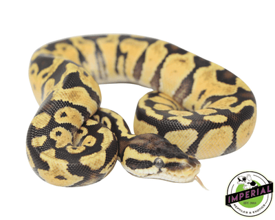 pastel russo ball python for sale, buy reptiles online
