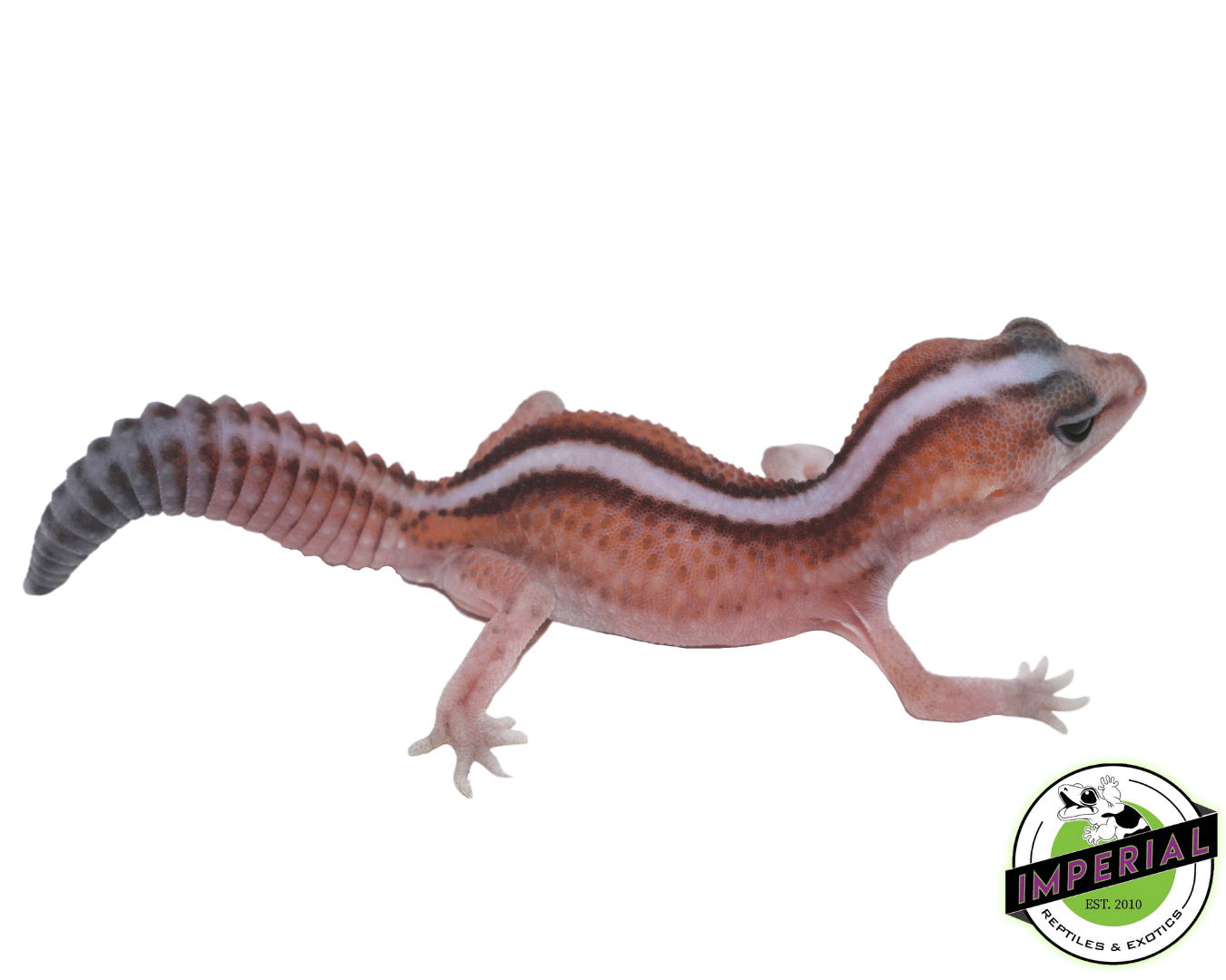 Patternless Stripe African Fat Tail Gecko For Sale - Imperial