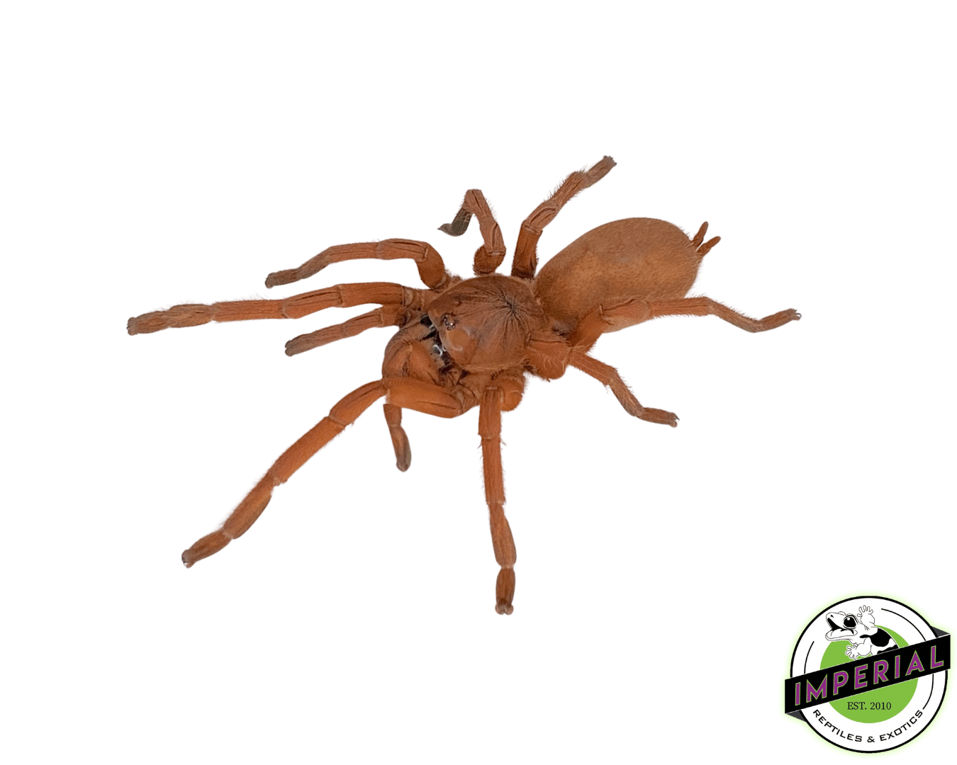 Philippine Tangerine Tarantula For Sale Imperial Reptiles IMPERIAL