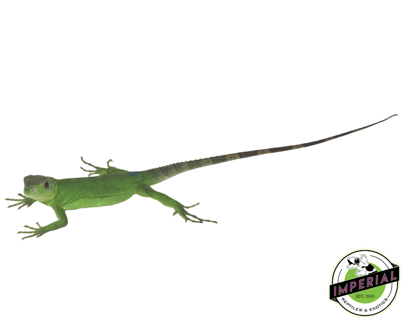 Pied Pectinata Iguana Baby For Sale Imperial Reptiles IMPERIAL