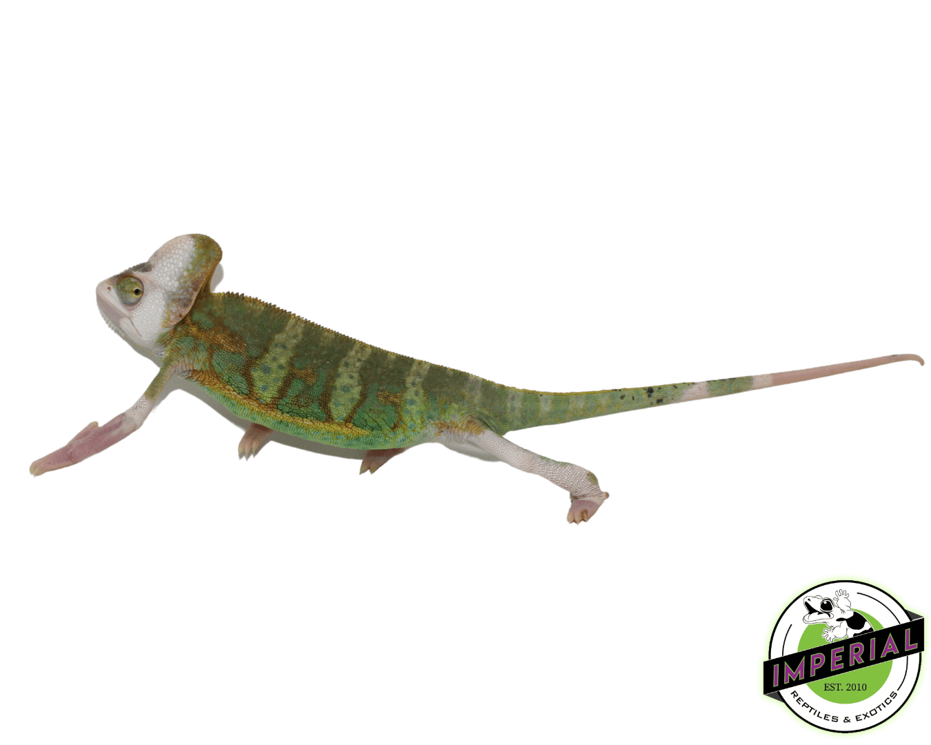translucent veiled chameleon for sale, buy reptiles online