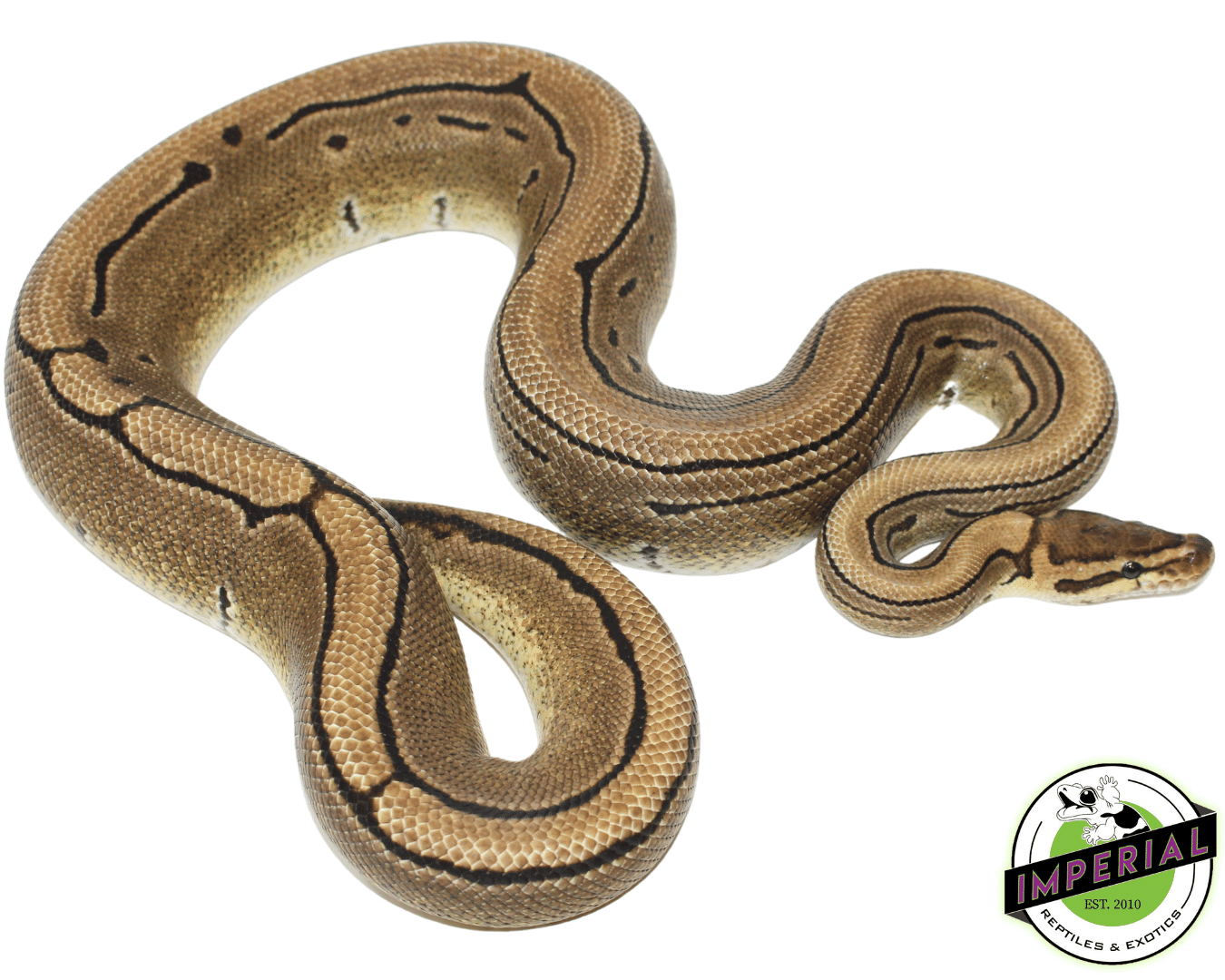 Pinstripe Ball Python For Sale Imperial Reptiles IMPERIAL REPTILES