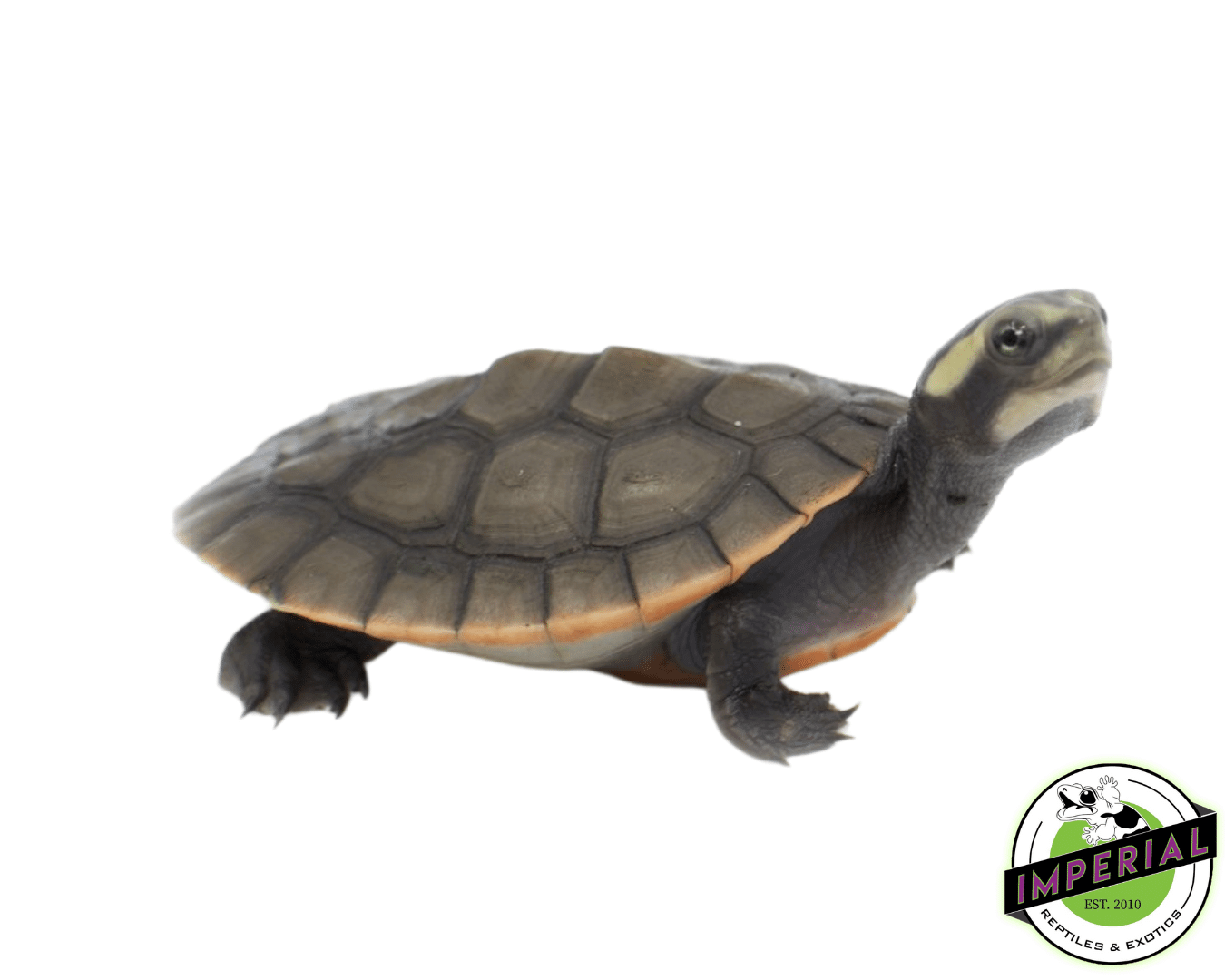 pinkbelly sideneck turtle for sale, buy reptiles online