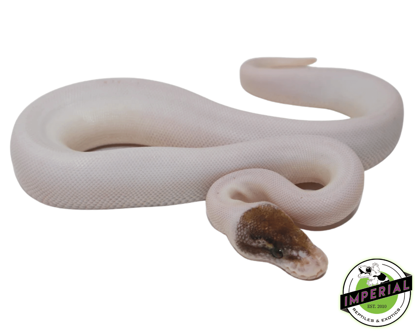 pinto pied ball python for sale, buy reptiles online