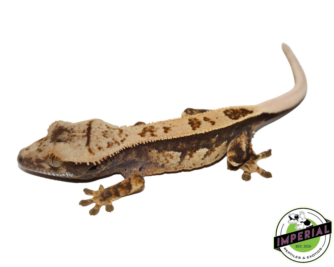 quadstripe crested geckos for sale online at cheap prices