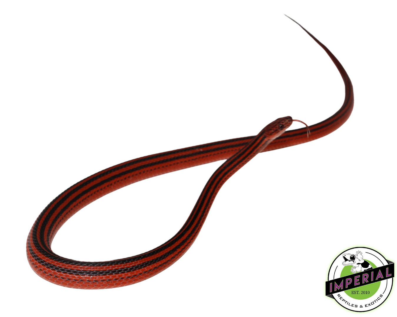 Red and Black Striped Snake For Sale Imperial Reptiles IMPERIAL