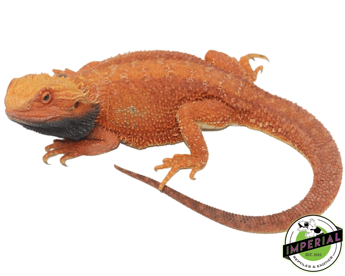 adult red bearded dragon for sale, buy reptiles online