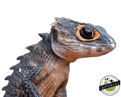 red eye crocodile skink for sale, buy reptiles online
