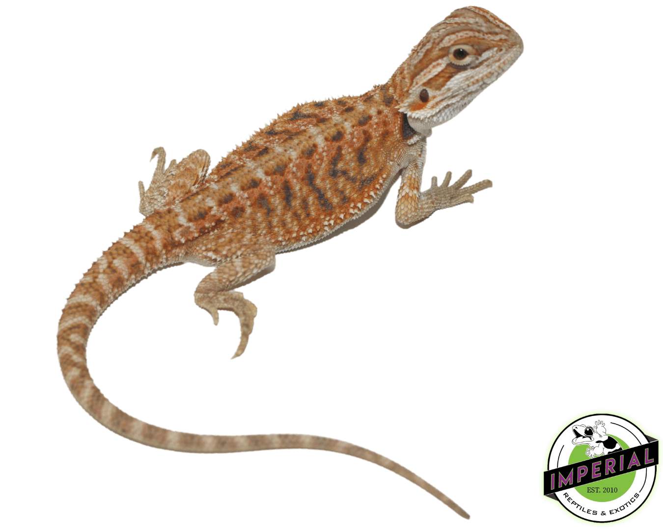 red hypo bearded dragon for sale, buy reptiles online