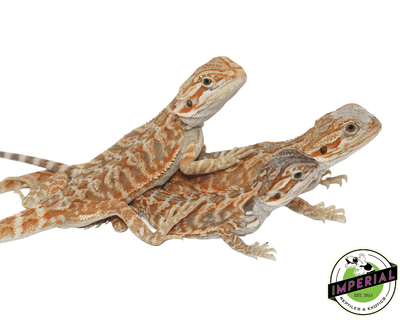 red hypo leatherback bearded dragon for sale, buy reptiles online