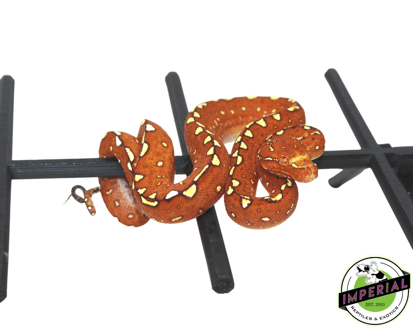 Biak Green Tree Python For Sale Imperial Reptiles – IMPERIAL