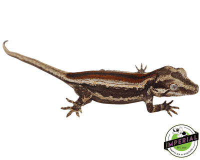 gargoyle gecko for sale, buy reptiles online
